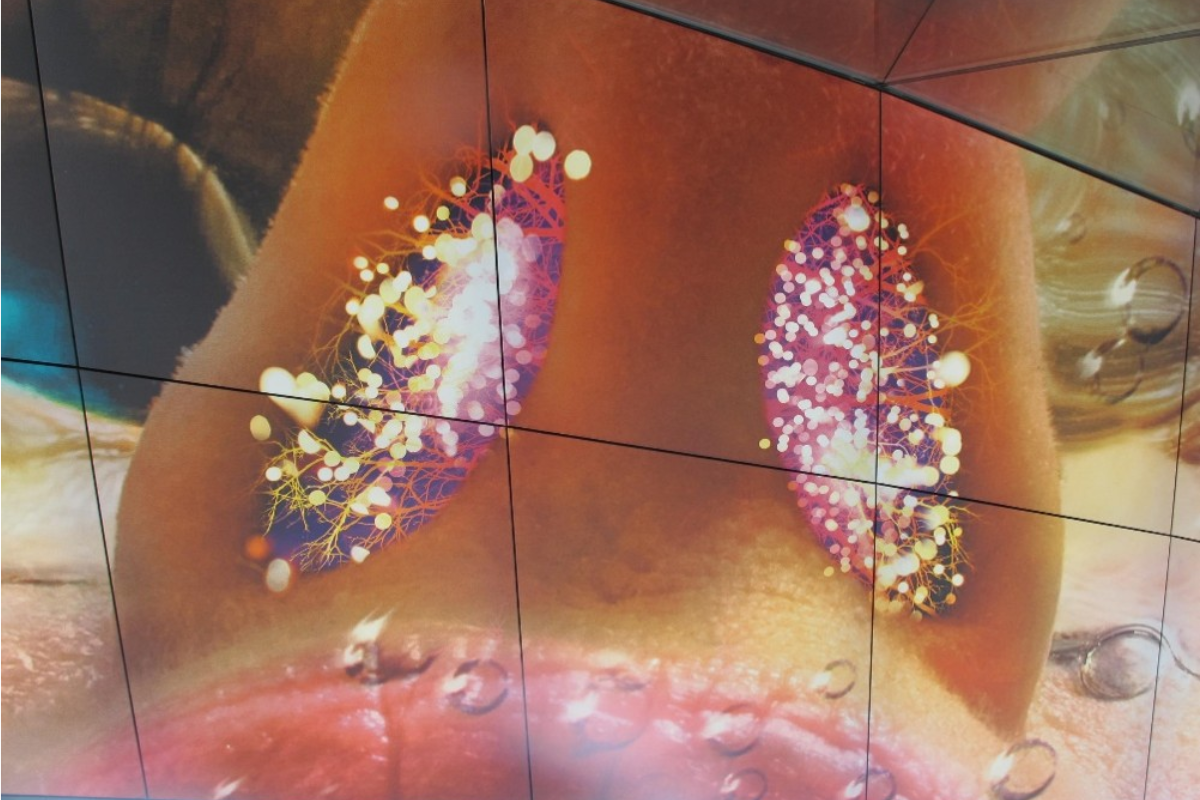 Photo of a nose from below